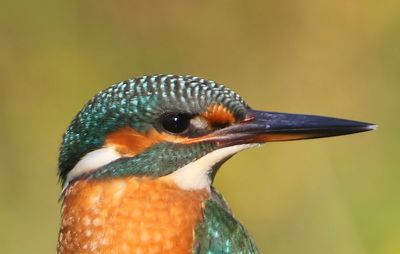 IJsvogel - Common Kingfisher