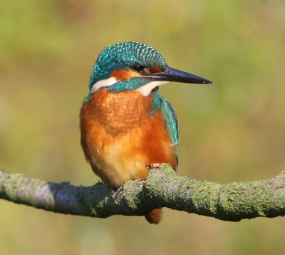 IJsvogel - Common Kingfisher
