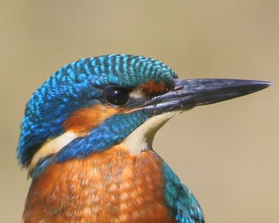 IJsvogel - Common Kingfisher