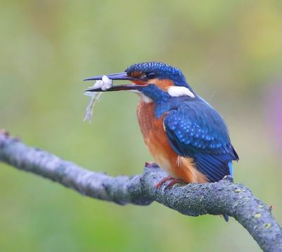 IJsvogel - Common Kingfisher