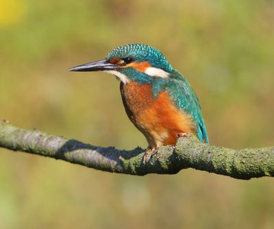 IJsvogel - Common Kingfisher