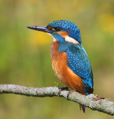 IJsvogel - Common Kingfisher