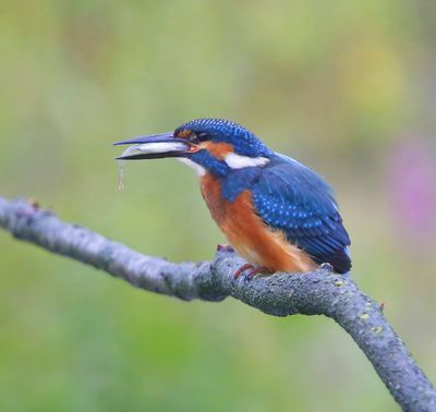 IJsvogel - Common Kingfisher