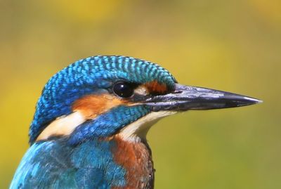 IJsvogel - Common Kingfisher