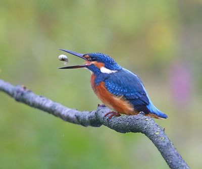 IJsvogel - Common Kingfisher