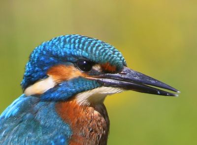 IJsvogel - Common Kingfisher