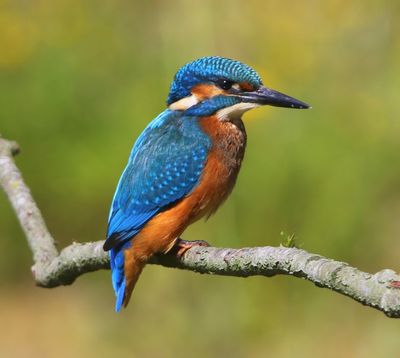 IJsvogel - Common Kingfisher