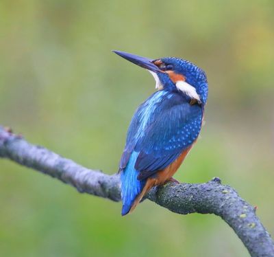 IJsvogel - Common Kingfisher