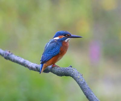IJsvogel - Common Kingfisher