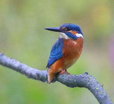 IJsvogel - Common Kingfisher