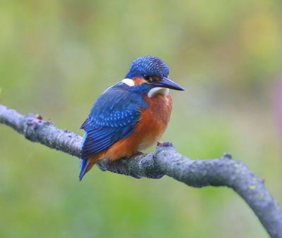 IJsvogel - Common Kingfisher