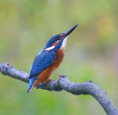 IJsvogel - Common Kingfisher