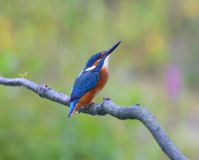 IJsvogel - Common Kingfisher