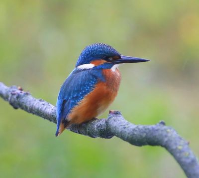 IJsvogel - Common Kingfisher
