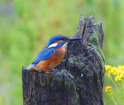 IJsvogel - Common Kingfisher