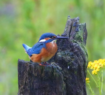 IJsvogel - Common Kingfisher