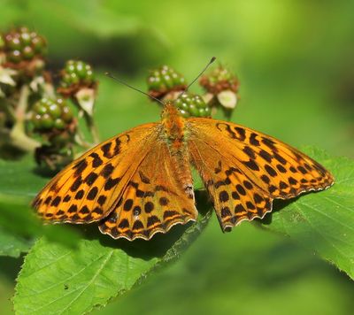 Keizersmantel - Silver-washed Fritillary