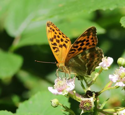 Keizersmantel - Silver-washed Fritillary