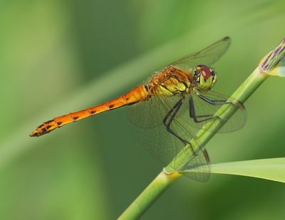 Kempense Heidelibel - Spotted Darter