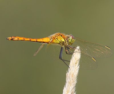 Kempense Heidelibel - Spotted Darter