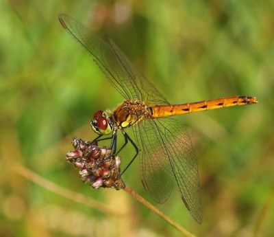 Kempense Heidelibel - Spotted Darter
