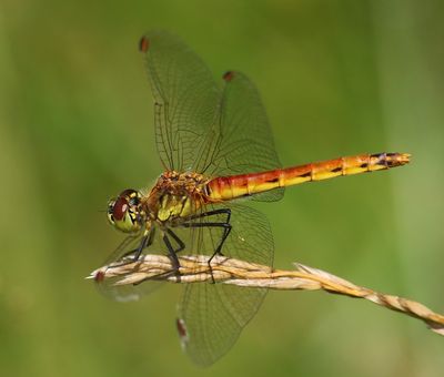 Kempense Heidelibel - Spotted Darter