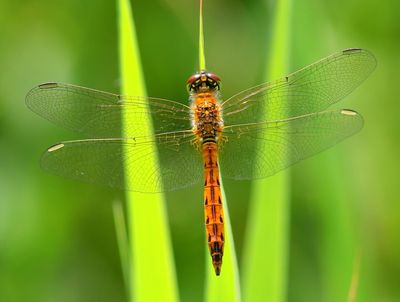 Kempense Heidelibel - Spotted Darter