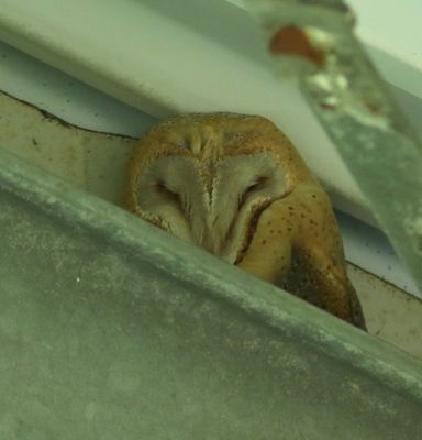 Kerkuil - Barn Owl