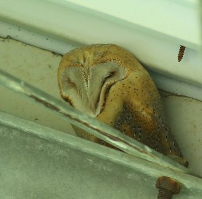 Kerkuil - Barn Owl