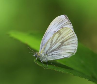 Klein Geaderd Witje - Green-veined White