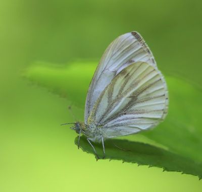Klein Geaderd Witje - Green-veined White
