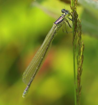 Kleine Roodoogjuffer - Small Red-eyed Damselfly