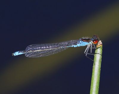 Kleine Roodoogjuffer - Small Red-eyed Damselfly