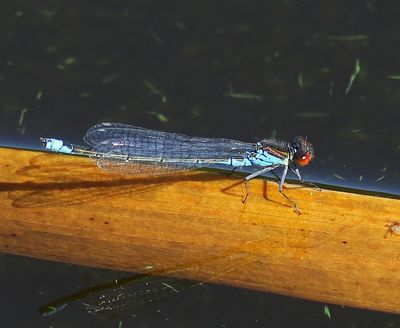 Kleine Roodoogjuffer - Small Red-eyed Damselfly