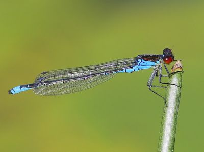 Kleine Roodoogjuffer - Small Red-eyed Damselfly