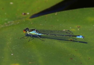 Kleine Roodoogjuffer - Small Red-eyed Damselfly
