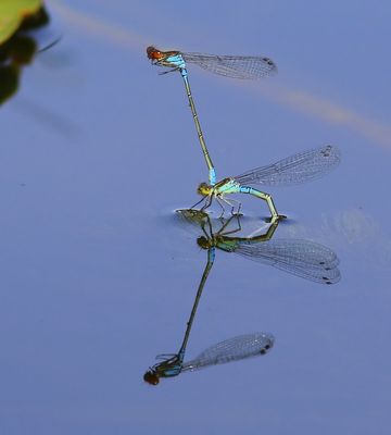 Kleine Roodoogjuffer - Small Red-eyed Damselfly