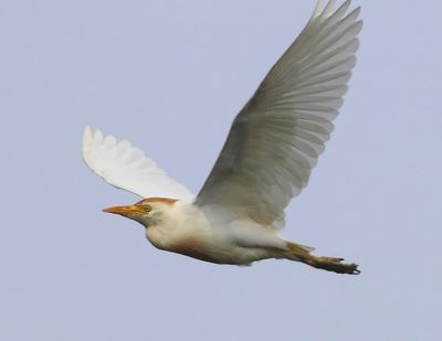 Koereiger - Cattle Egret