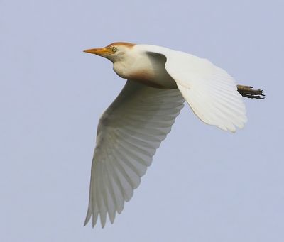 Koereiger - Cattle Egret