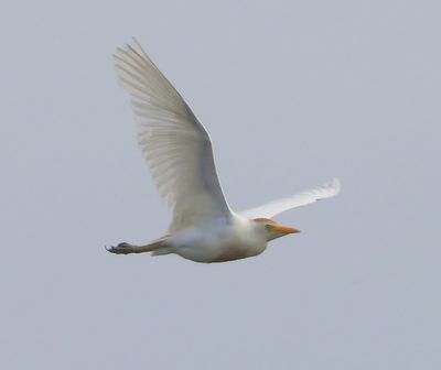 Koereiger - Cattle Egret
