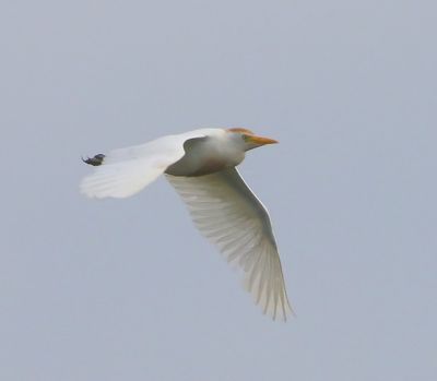 Koereiger - Cattle Egret