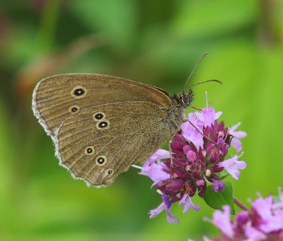 Koevinkje - Ringlet