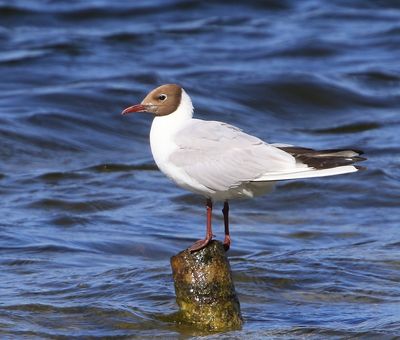 Kokmeeuw - Black-headed Gull