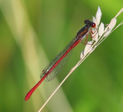 Koraaljuffer - Small Red Damselfly