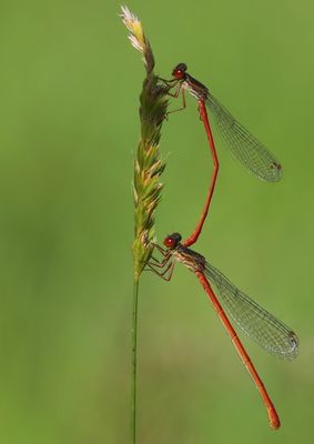 Koraaljuffer - Small Red Damselfly