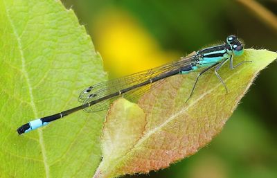 Lantaarntje - Blue-tailed Damselfly