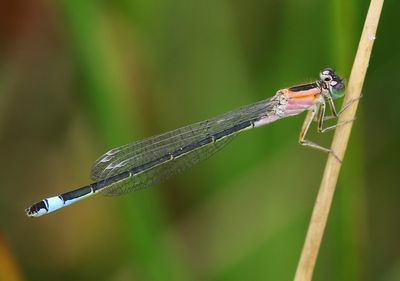 Lantaarntje - Blue-tailed Damselfly