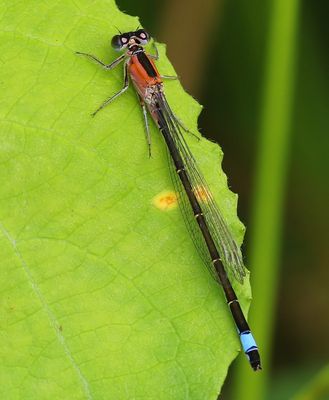 Lantaarntje - Blue-tailed Damselfly