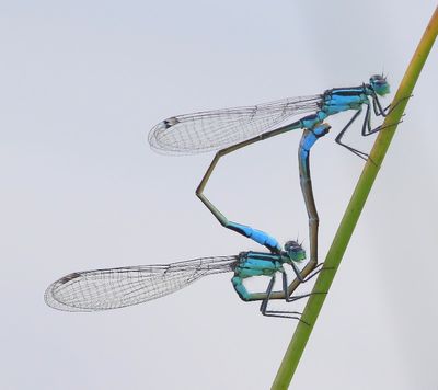 Lantaarntjes - Blue-tailed Damselflies