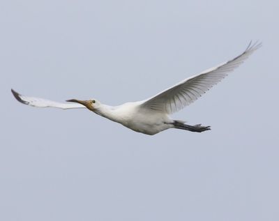 Lepelaar - Eurasian Spoonbill
